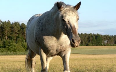 Das „Pippi-Langstrumpf-Prinzip“ – wie du den Dingen eine passende Bedeutung gibst