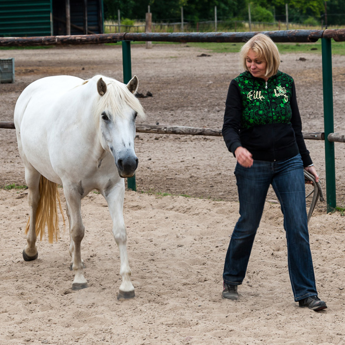 Pferd folgt freiwillig