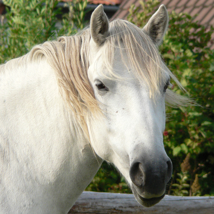 Pferde sind perfekte Führungstrainer