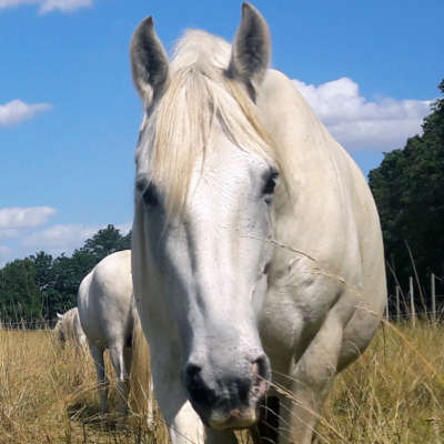 Lerne Pferdemomente kennen und erlebe eine bewegende Begegnung mit Pferden 