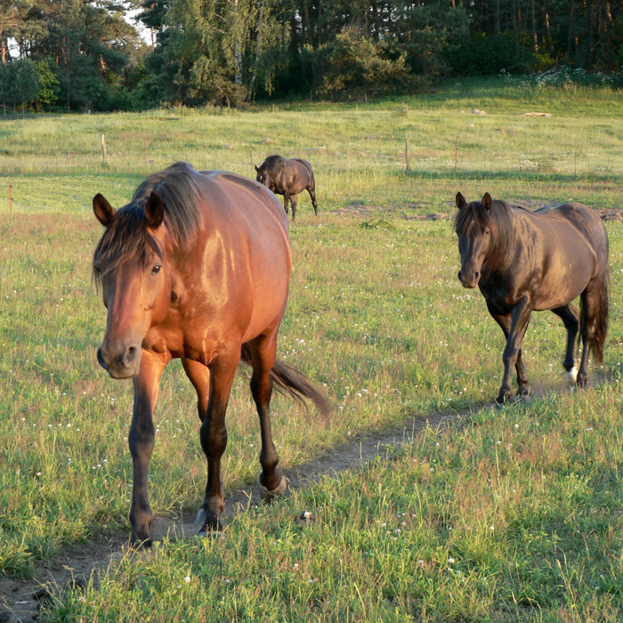 Pferde bilden eine Brücke zwischen Mensch und Natur