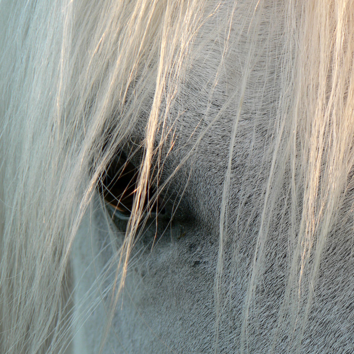 Pferdegestütztes Coaching bringt Klarheit und Selbstvertrauen