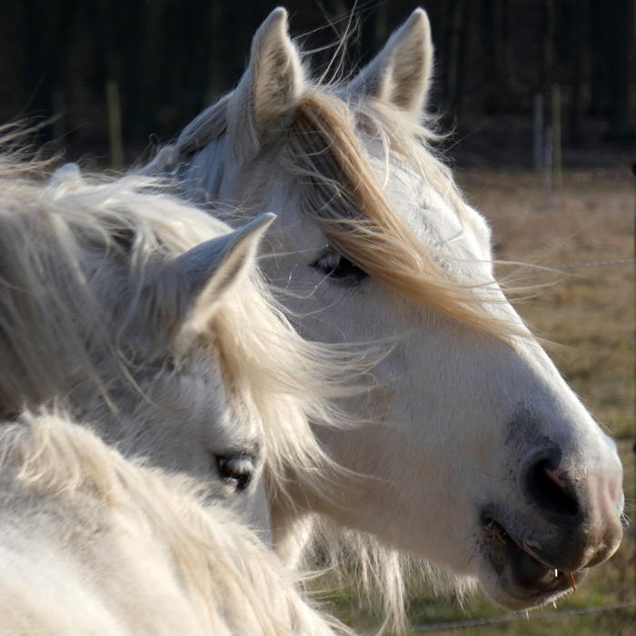 3-Monats-Coaching - deine Transformation an der Seite der Pferde