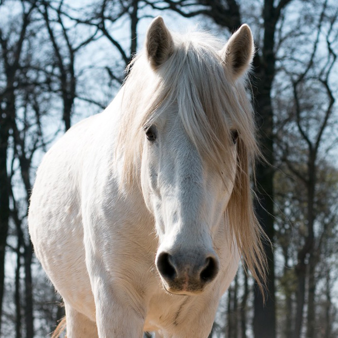 Pferde als Spiegel für mehr Selbsterkenntnis und innere Kraft