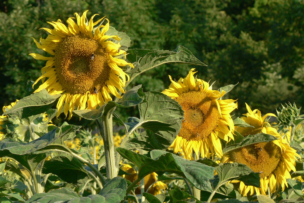 Innere Stärke entwickeln