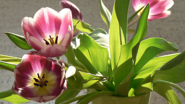 Blumenstrauß bringt Freude