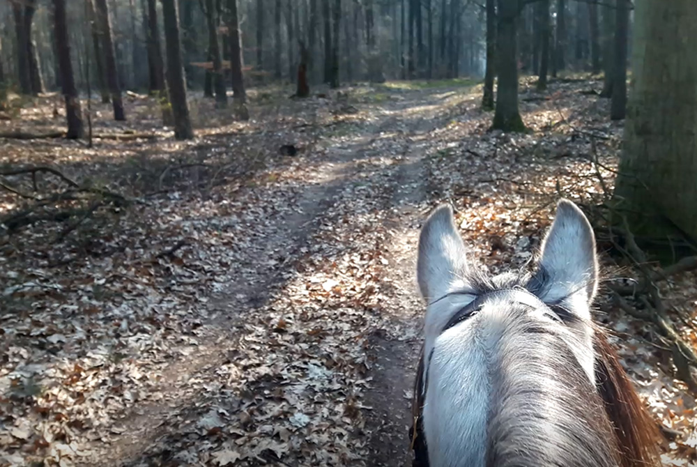 Ausreiten dank Corona