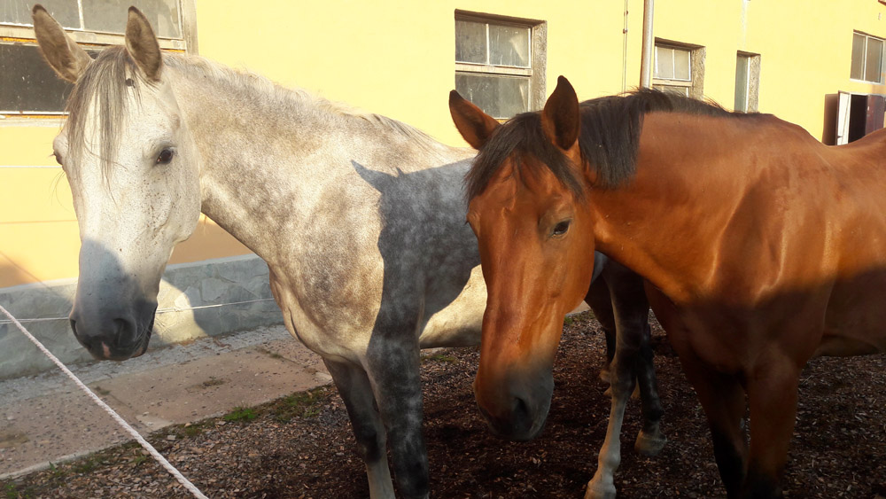 Meine tierischen Mitarbeiter