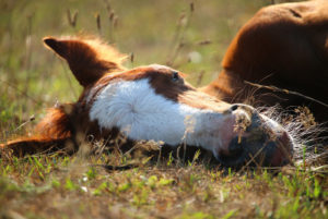 Es darf auch LEICHT sein