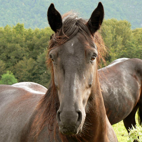 Pferde als Trainingspartner