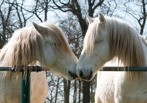 Schnupperkurs Begegnung mit Pferden