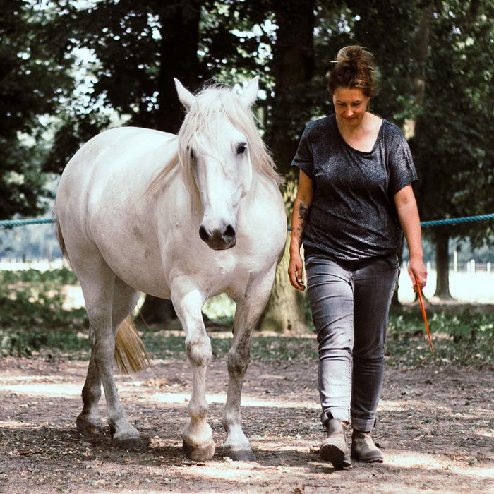 Stimmig Verbindung finden mit Pferden