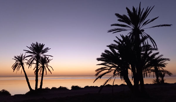 Palmen im Sonnenuntergang auf Djerba