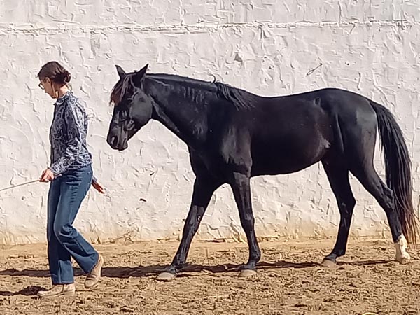 Pferd folgt freiwillig und vertrauensvoll