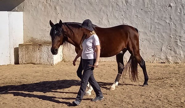 Freies Führen beim Pferdecoaching auf Djerba