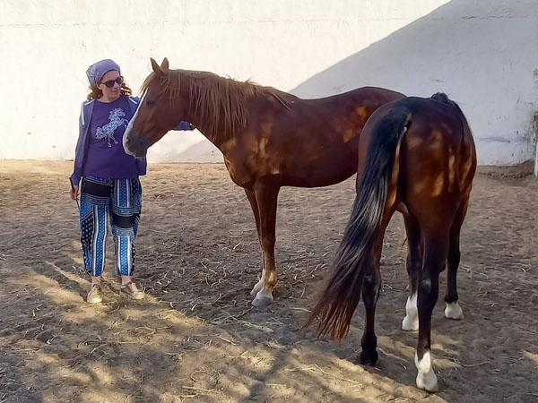 Kontakt aufnehmen zu den Pferden