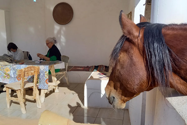 Pferd schaut neugierig zur Seminargruppe auf Djerba