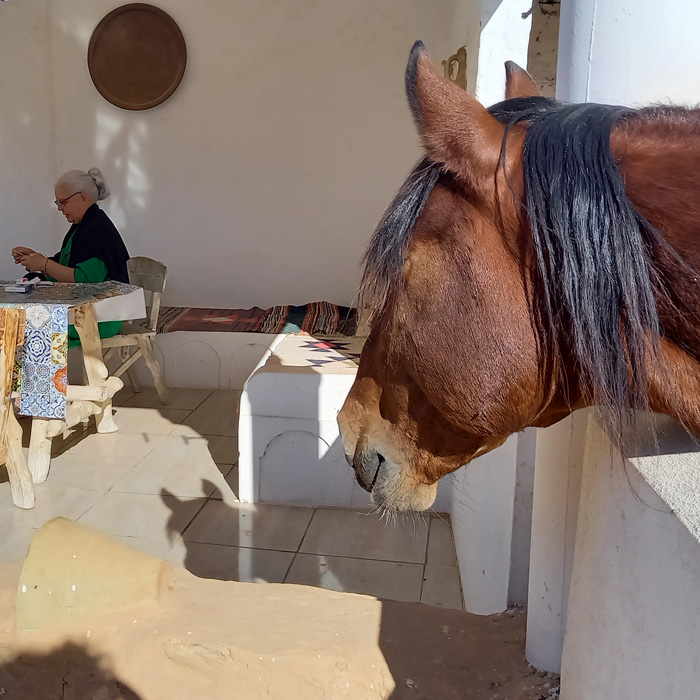 Pferd schaut auf die Terasse