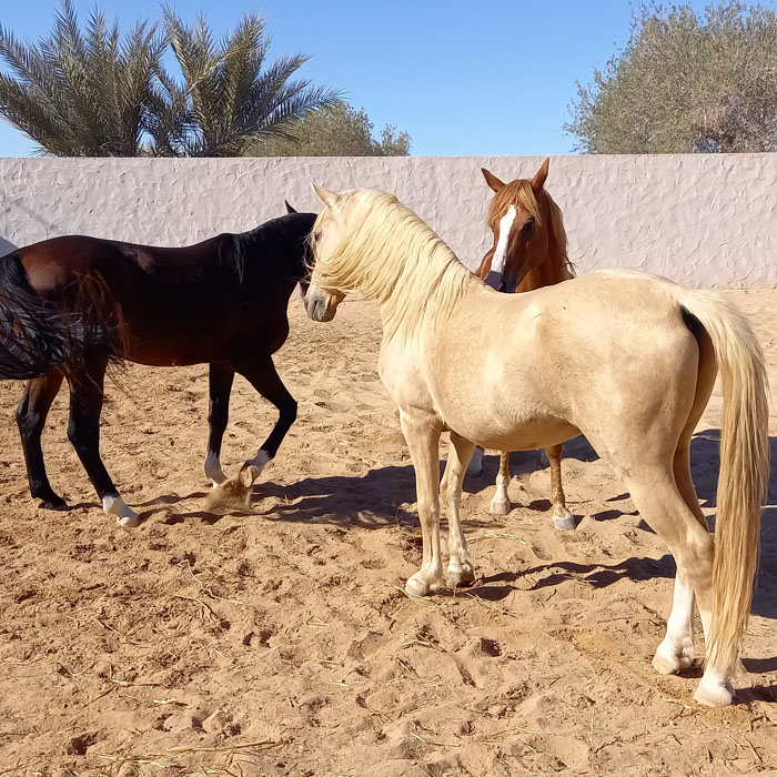 Spielende arabische Hengste auf der Ranch in Djerba