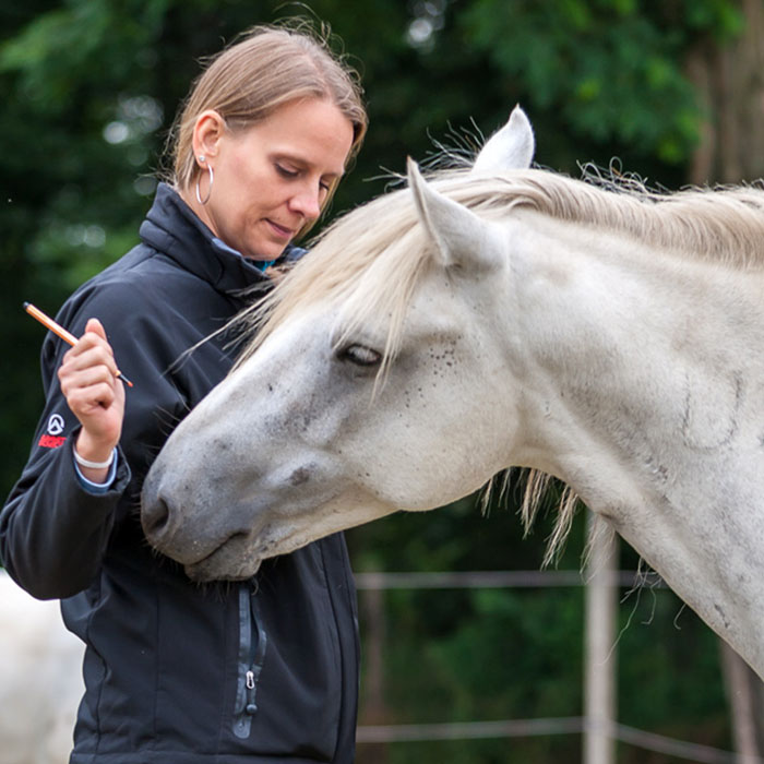 Grenzen spüren und setzen mit Pferden