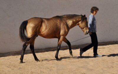 Was wir von Pferden über Selbstsicherheit und Gelassenheit lernen können