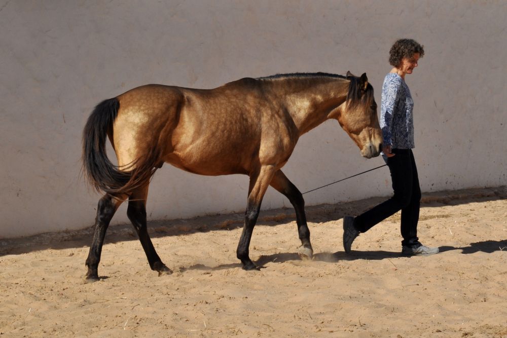 Selbstsicher führen - Pferde und Menschen