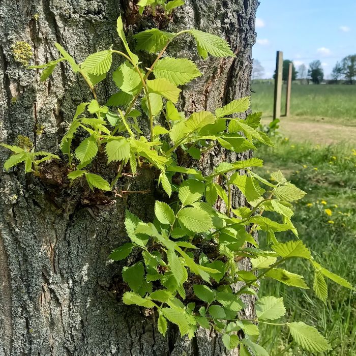 Bildungszeit in der Natur