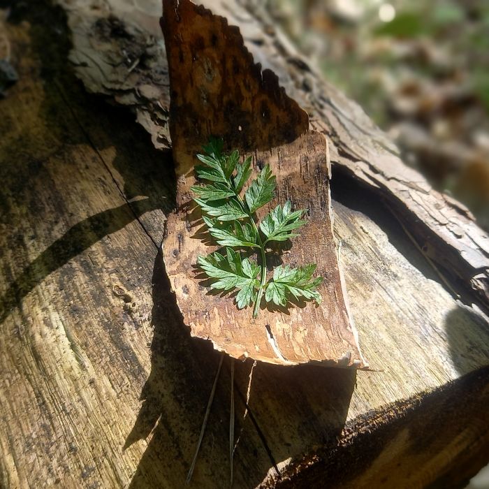 Symbole aus der Natur