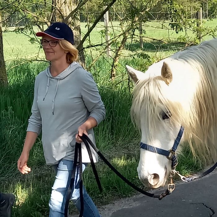 Spaziergang mit den Pferden